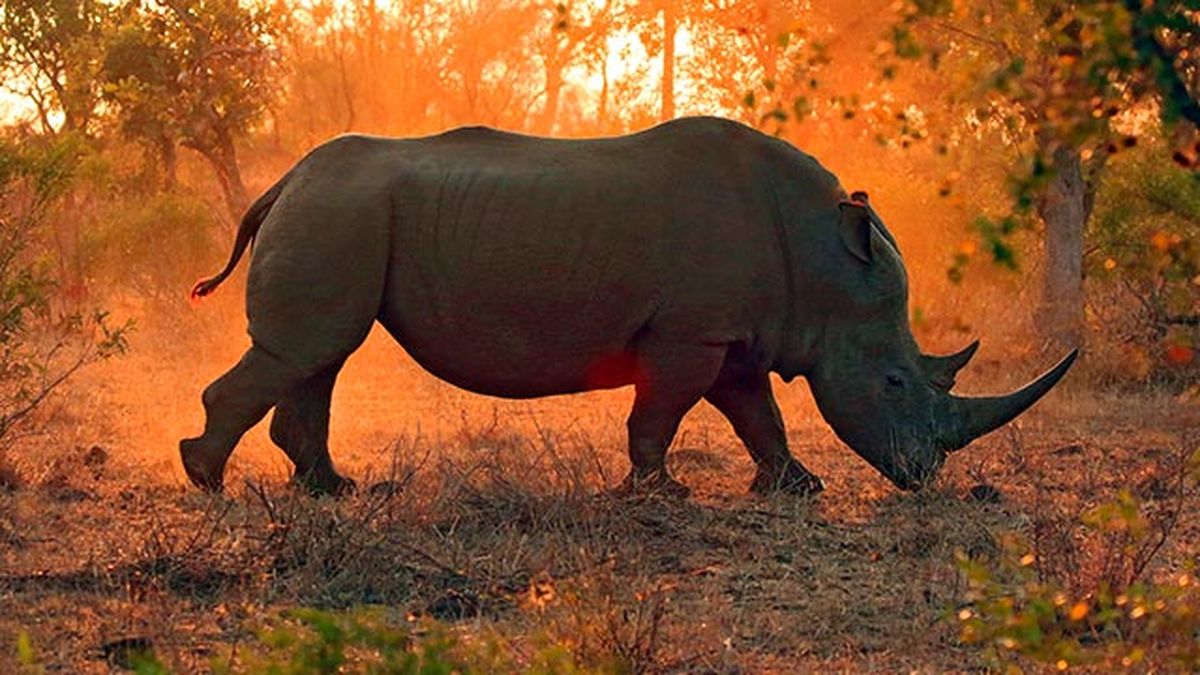 rinoceronte 5 atardecer