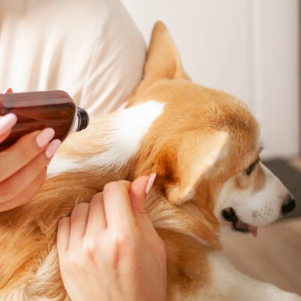 metodos desparasitacion externa perros collares pipetas pastillas sprays champus