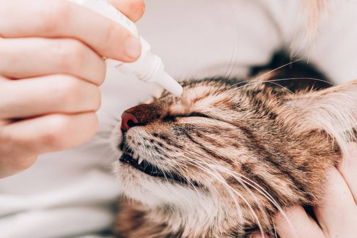 Los síntomas de la conjuntivitis felina son claros y fáciles de ver.