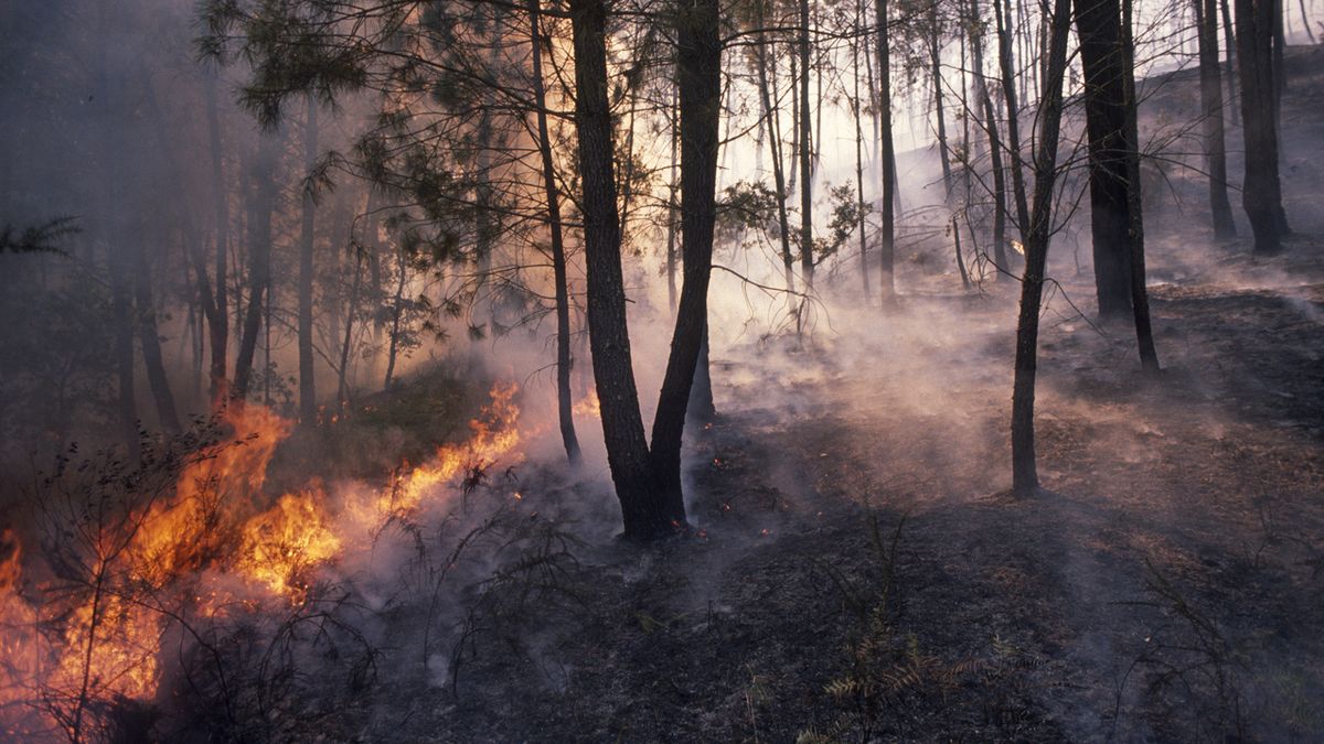 Hay casos en los que la reforestación es necesaria