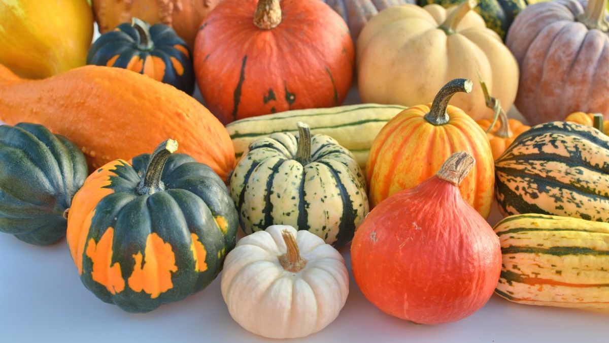 Es una planta rastrera que da frutos grandes y de cáscara gruesa