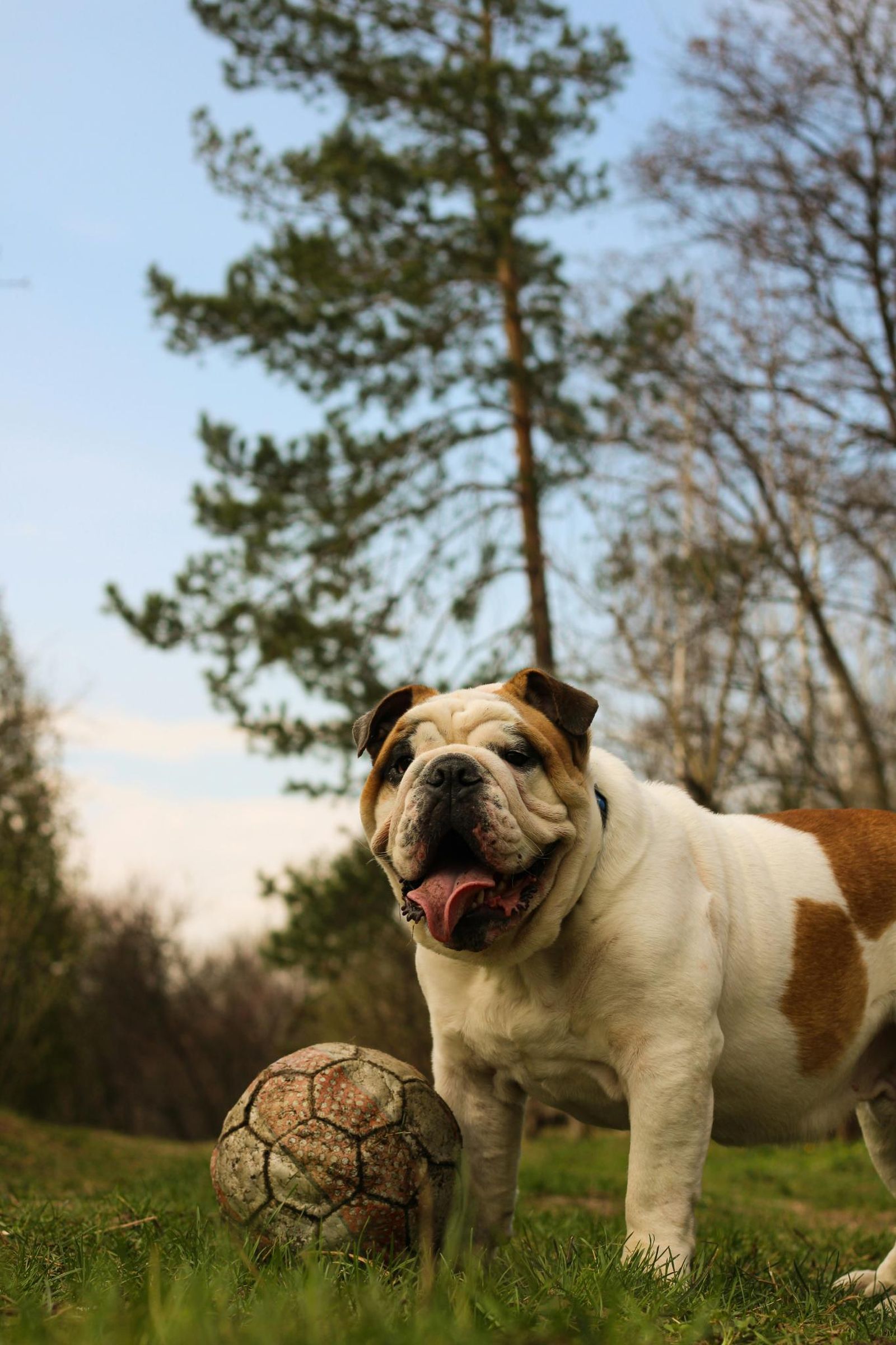 Por su morfología, los bulldogs ingleses no pueden caminar muchas horas seguidas. Por su morfología, los bulldogs ingleses no pueden caminar muchas horas seguidas.