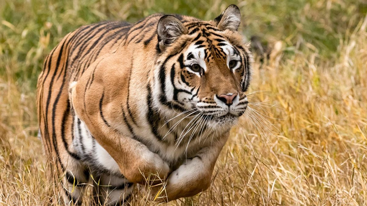 curiosidades tigre 4