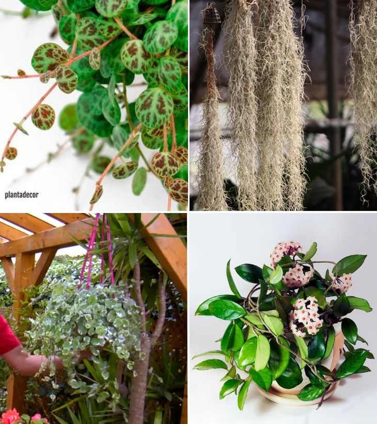 De arriba a abajo: Peperomia prostata, Tillandsia usneoides, Glechoma hederacea variegata y Hoya carnosa