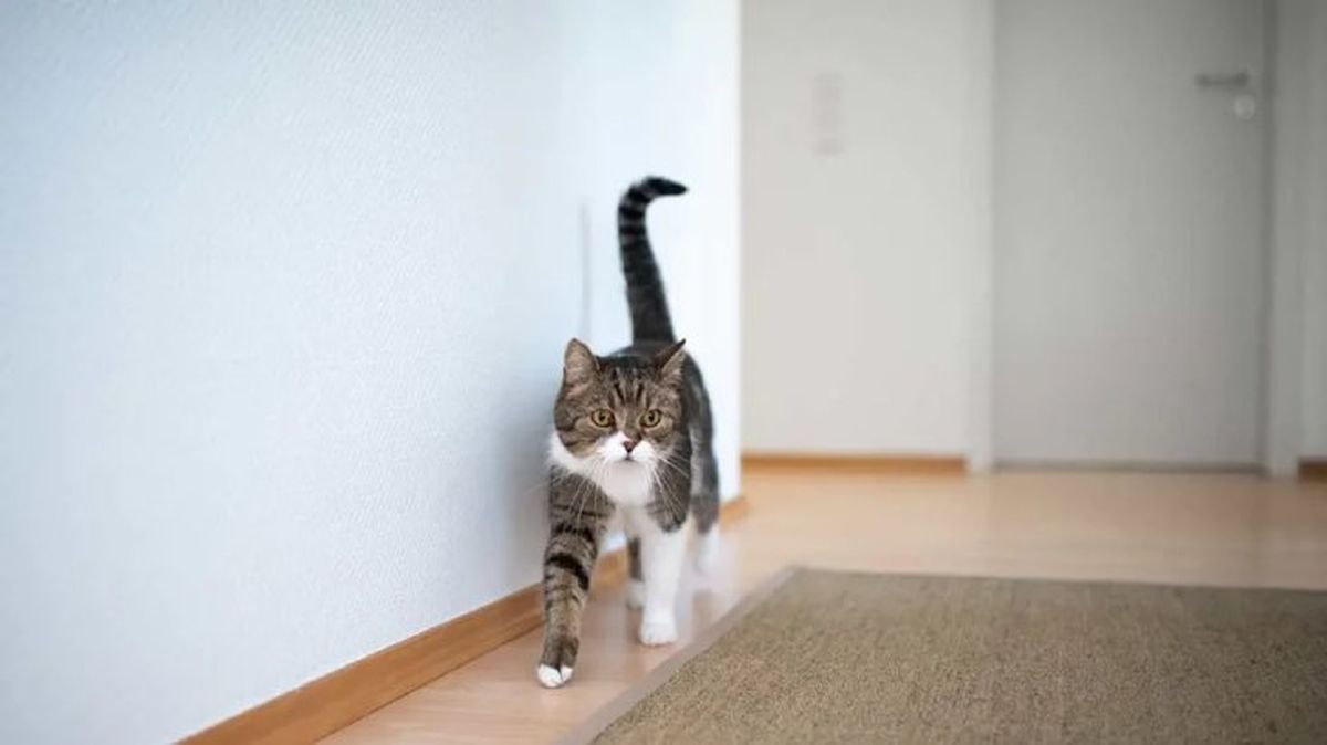 por que mi gato me sigue a todos lados 2