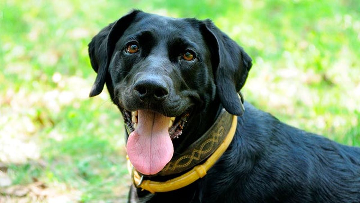 repelentes caseros contra pulgas garrapatas 1