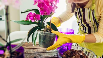 Una planta florece mejor cuando no está hiperestimulada en crecimiento
