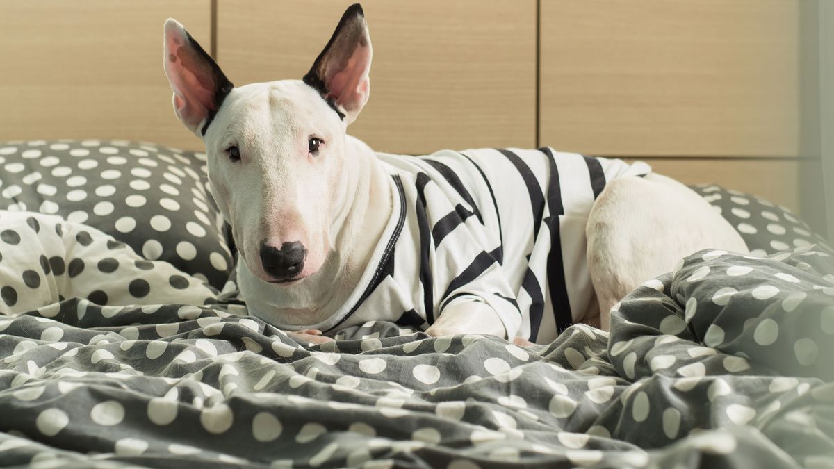 bull terrier raza perro2