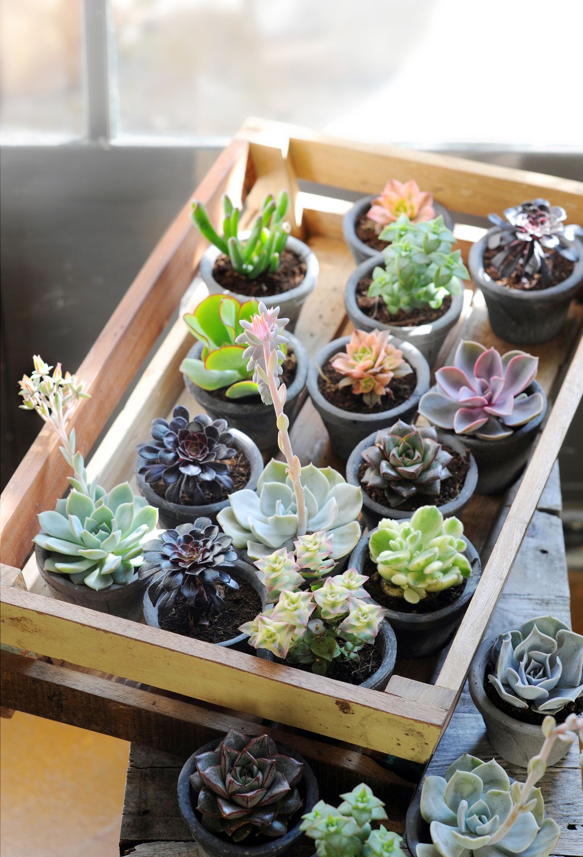 Hacer un cuadro con suculentas 2