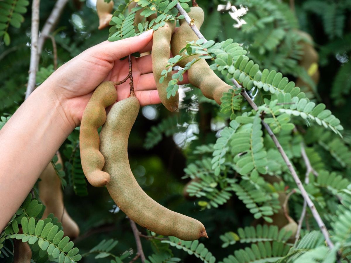 Árbol del tamarindo