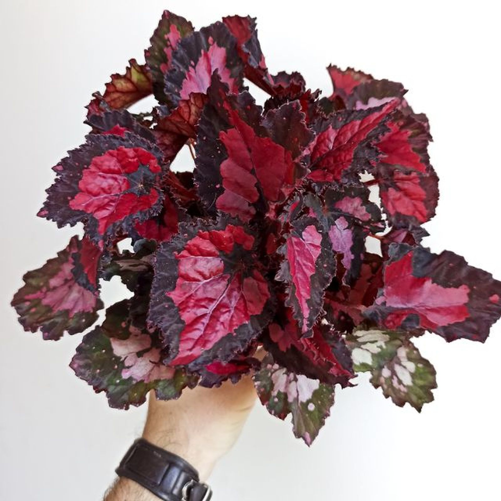 Begonia rex Inca night begonias y mas Begonia rex Inca night begonias y mas