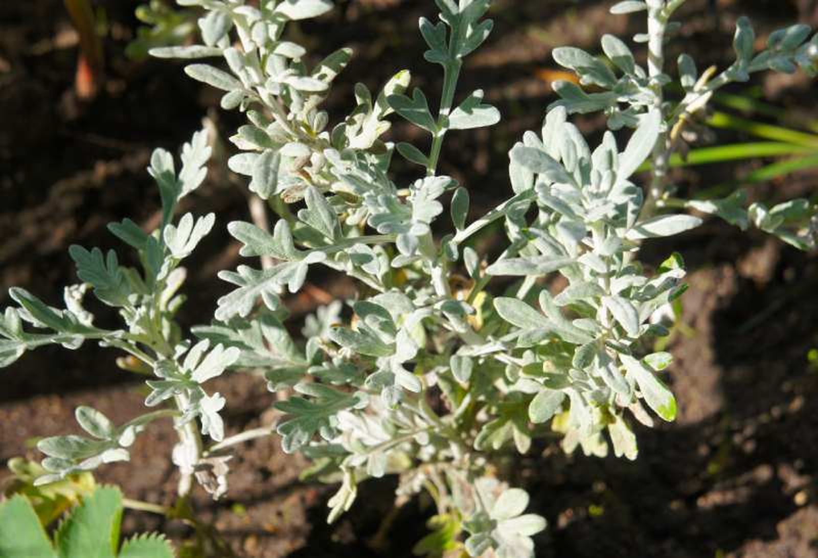 Artemisia stelleriana Artemisia stelleriana