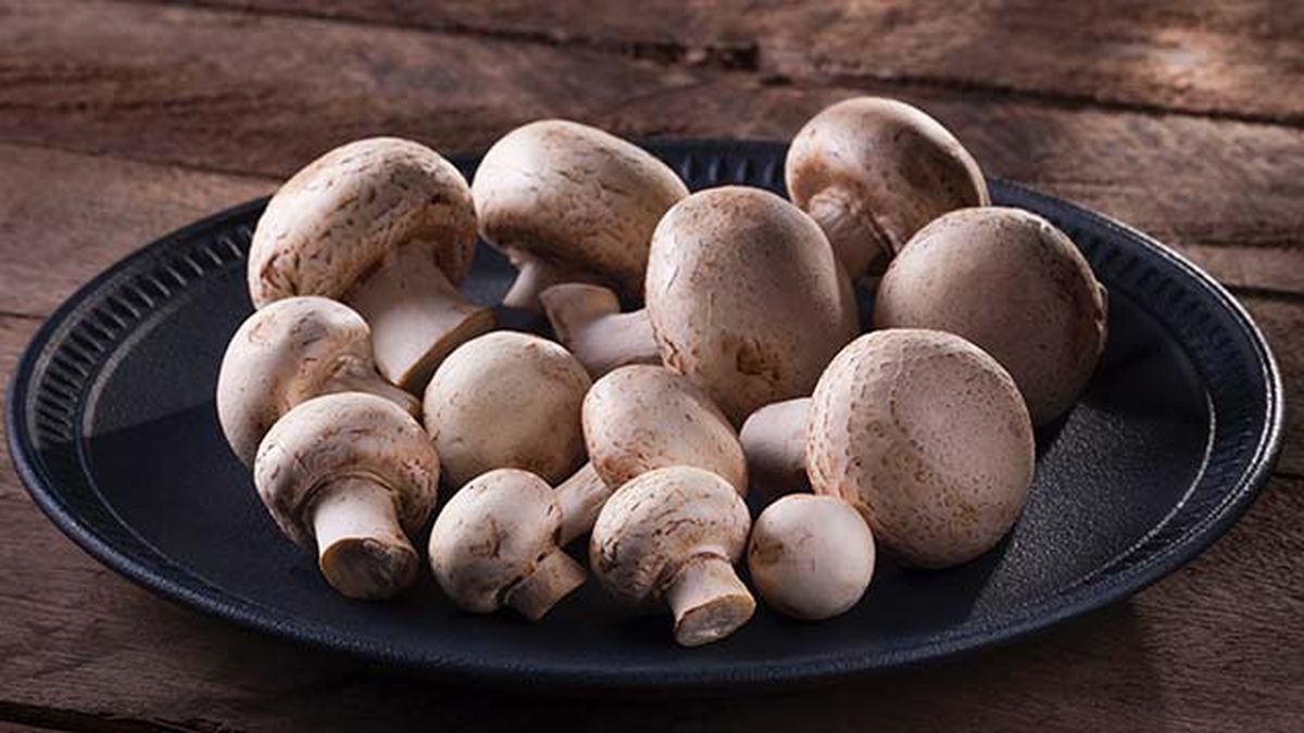 setas comestibles champinon silvestre