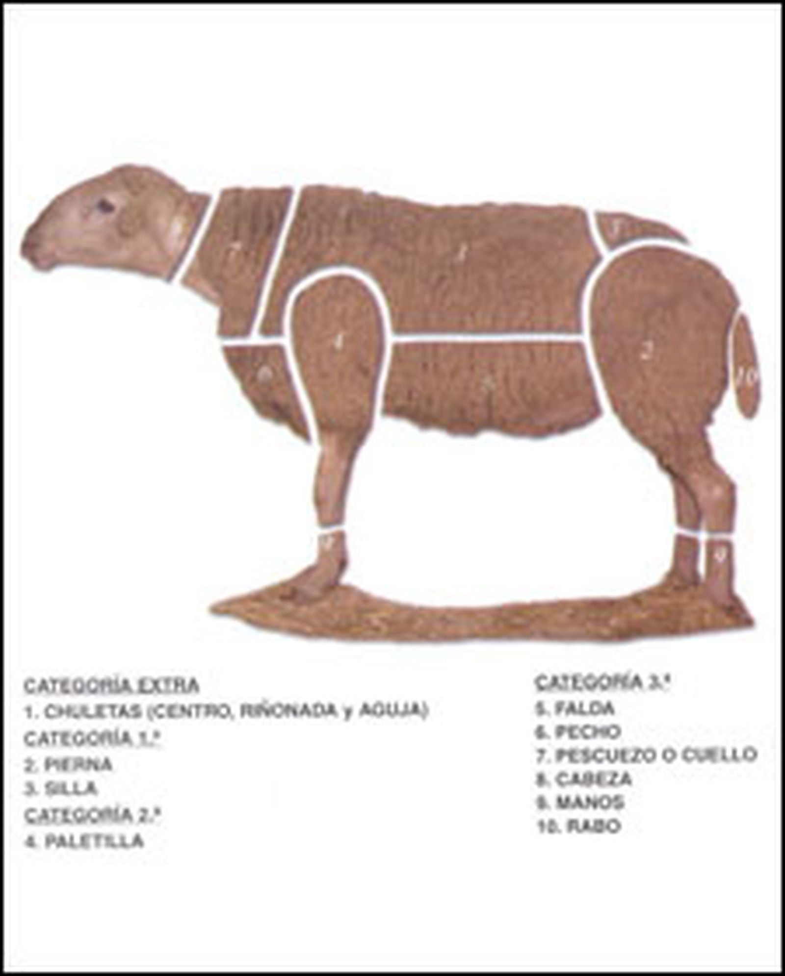 despiece ovino l