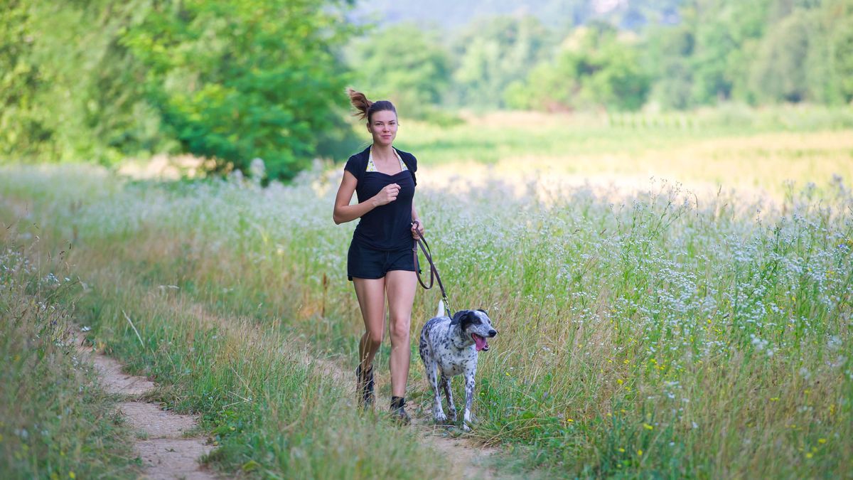 MASCT015 canicross xl