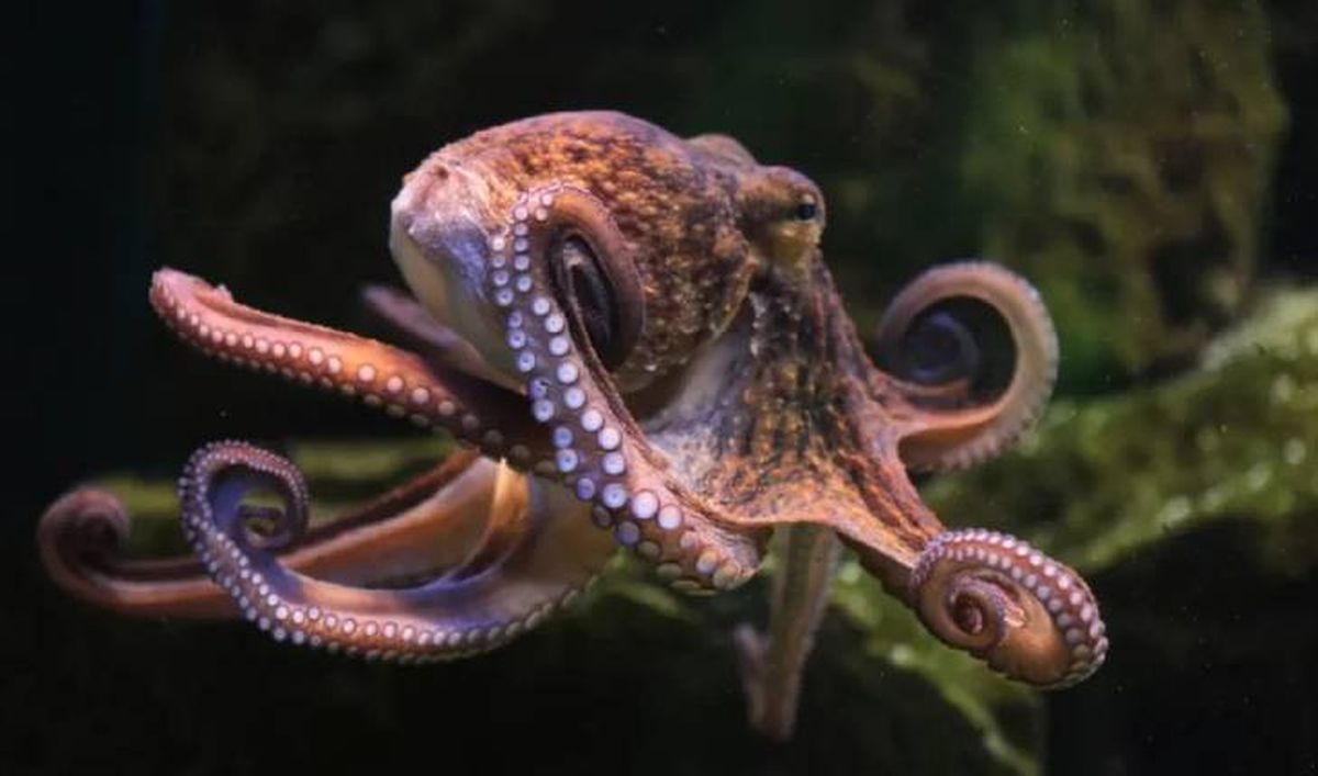 animales que empiezan por p pulpo