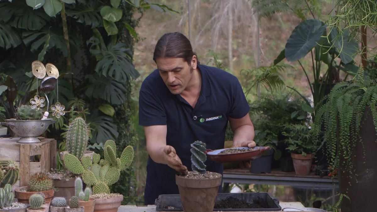 brico 1019 jardin evitar podredumbre en cactus