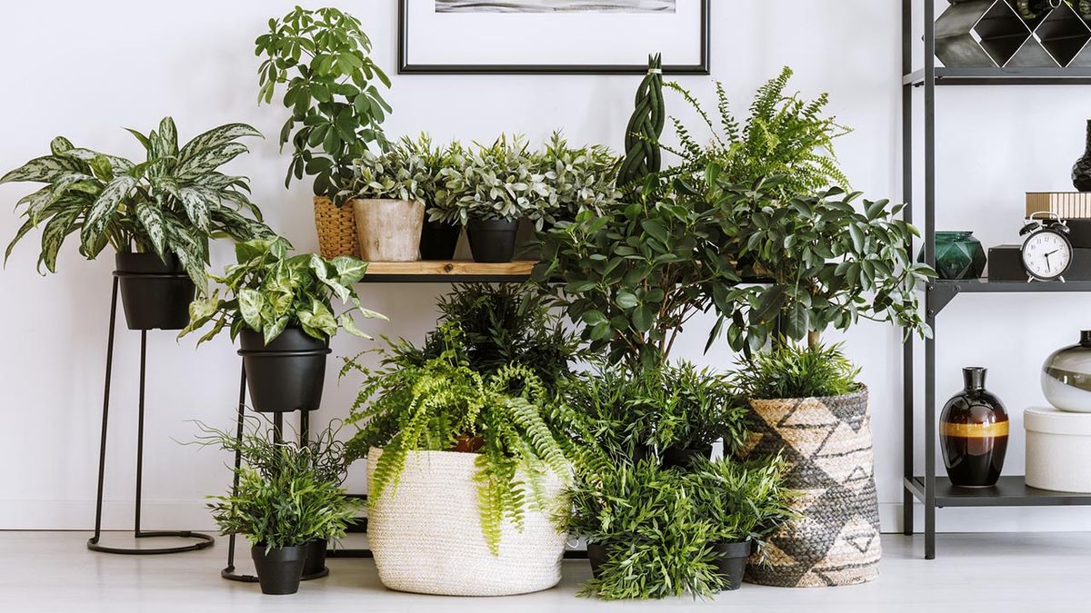 tipos contenedores plantas xl