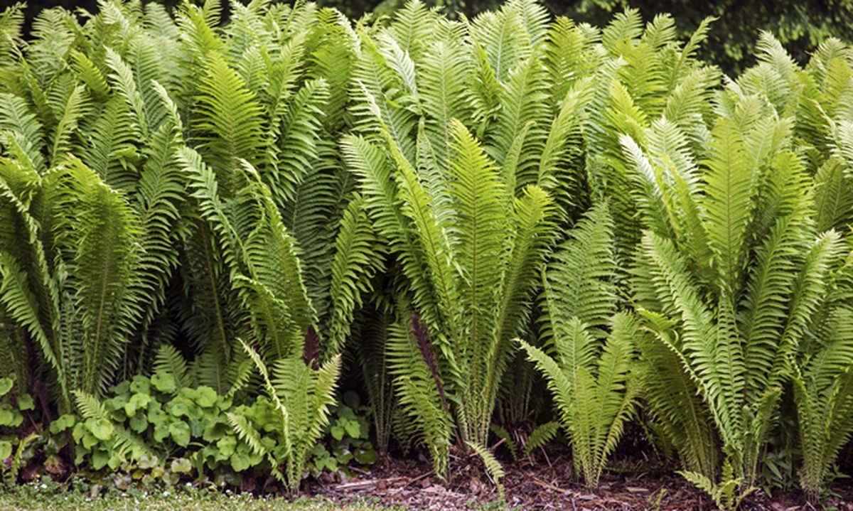 Helechos arbóreos   Cyathea cooperi