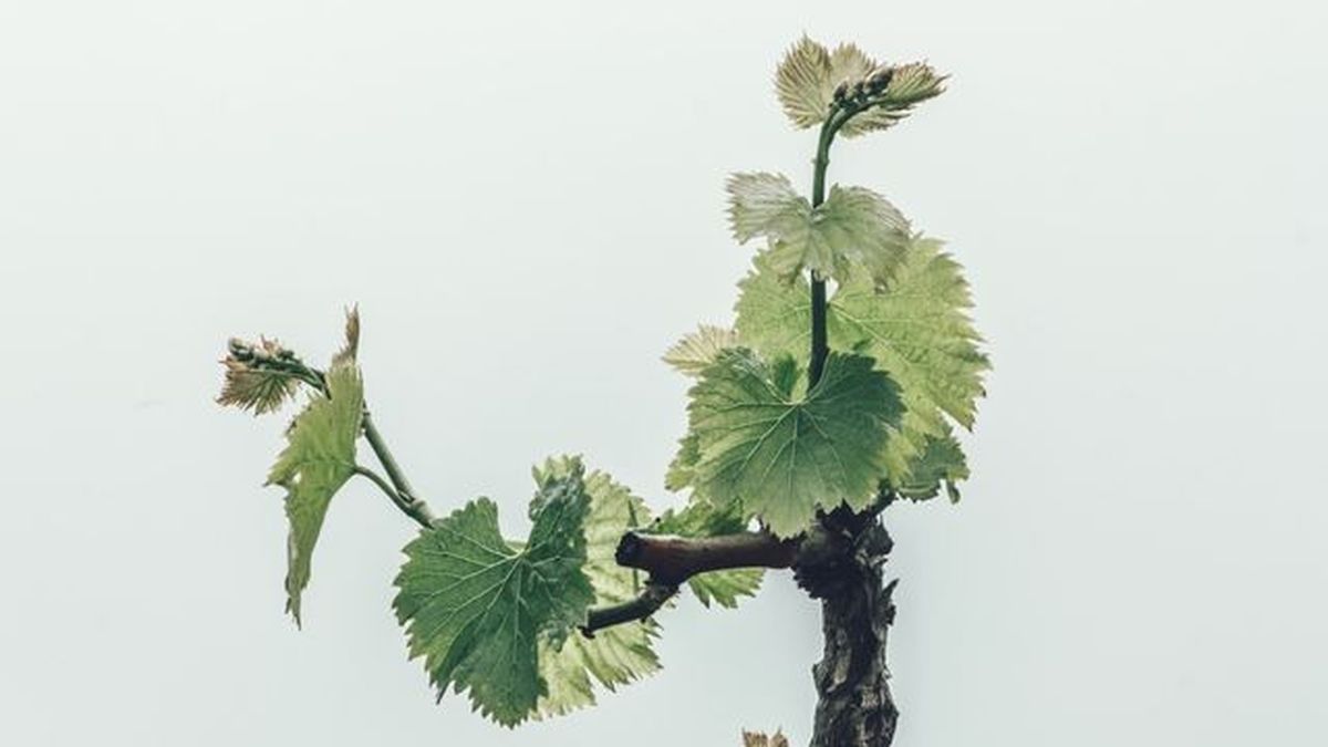 tratamiento filoxera