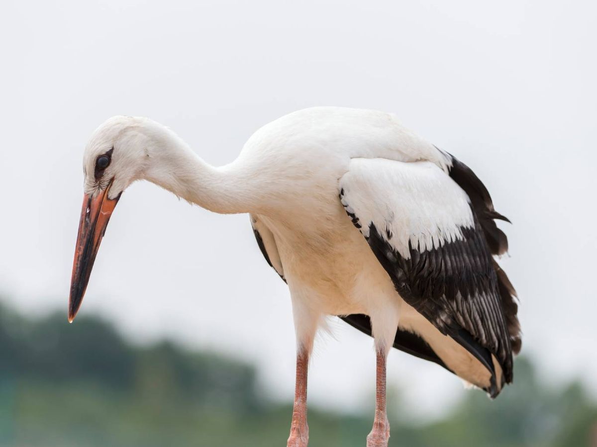 Cuello largo, patas largas y se alimentan en charcas y humedales: La cigüeña.