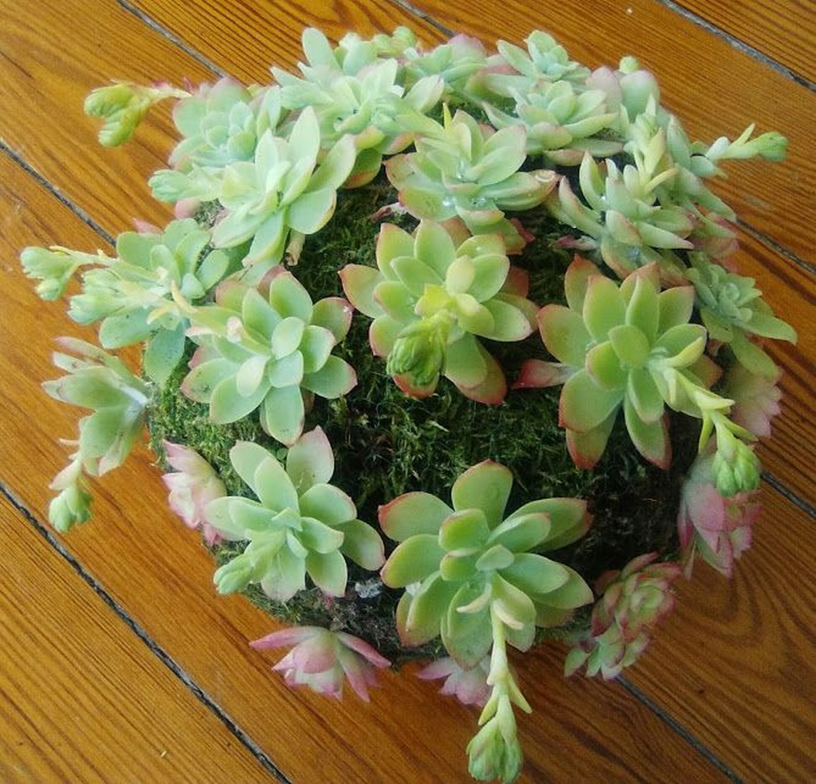 Kokedama con suculentas Kokedama con suculentas