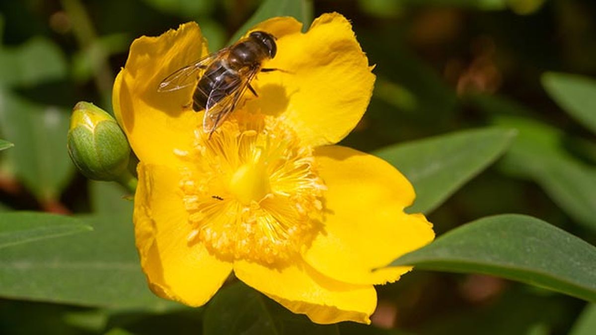 cuidados del hiperico rastrero