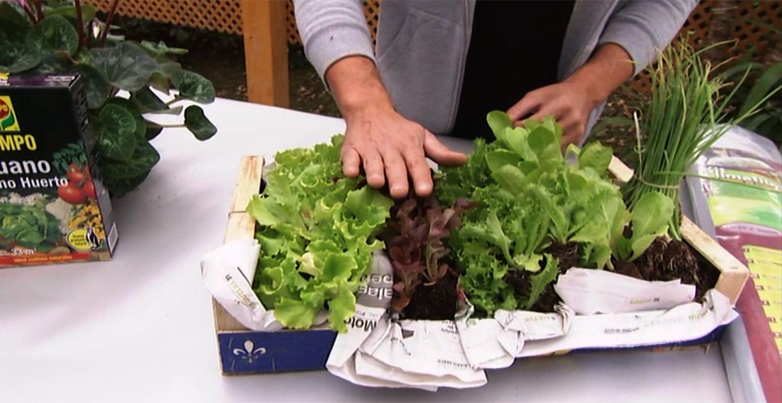 como instalar invernadero en la huerta lechugas brico 621