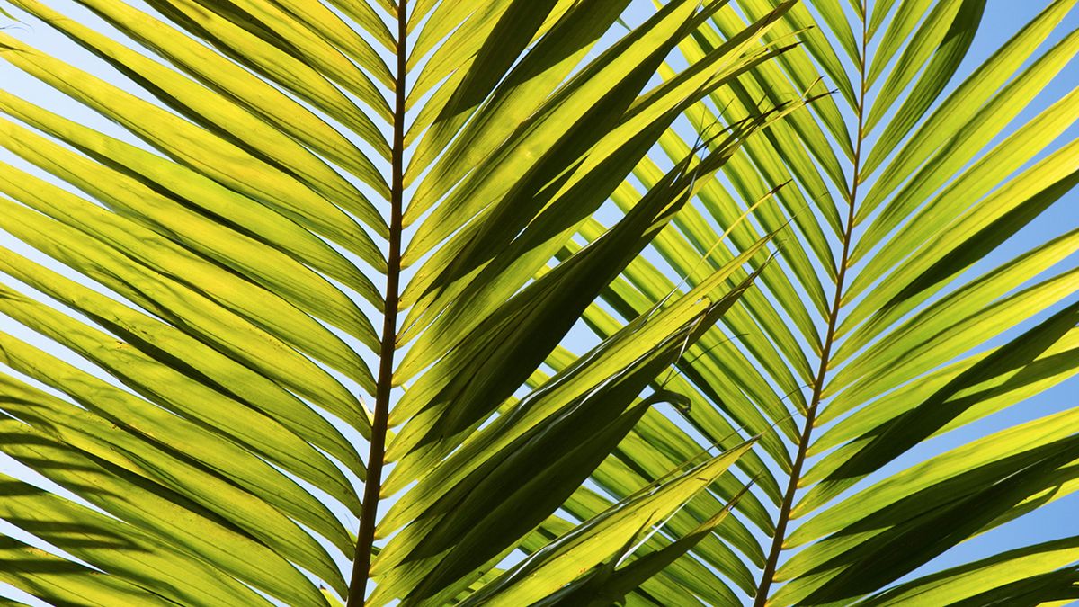 Poda hojas palmera xl