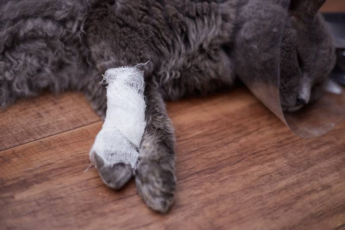 En ocasiones las fracturas son menores y el veterinario puede optar por un tratamiento conservador.