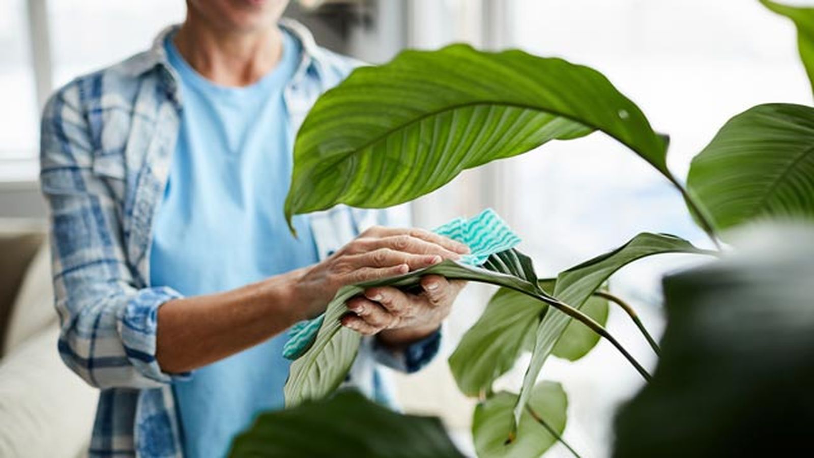 como limpiar la casa tras la calima hojas de plantas como limpiar la casa tras la calima hojas de plantas