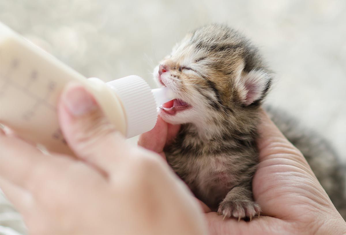 mascotas gatos cachorro beber leche