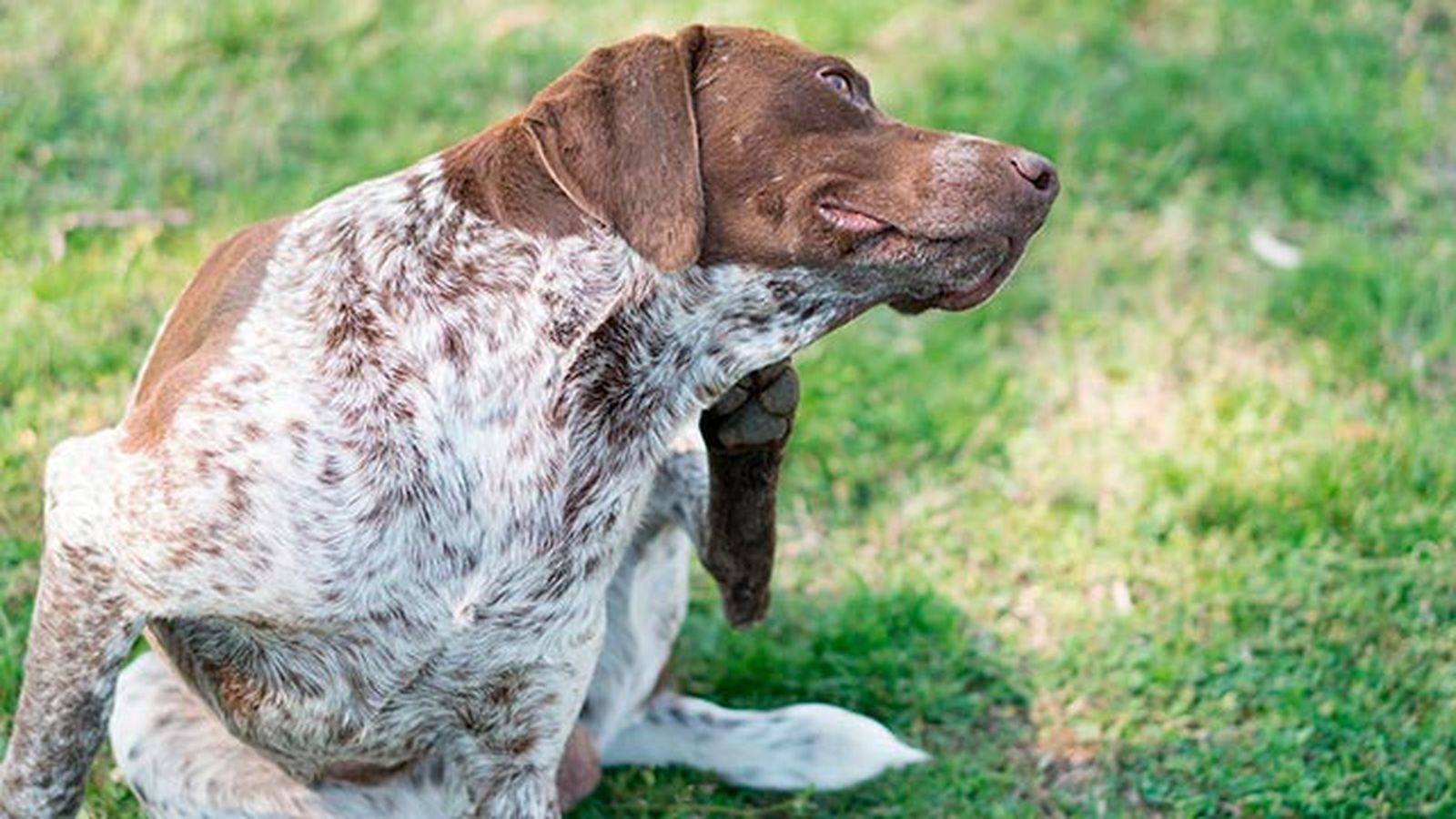 los 6 parasitos mas frecuentes en perros pulgas los 6 parasitos mas frecuentes en perros pulgas