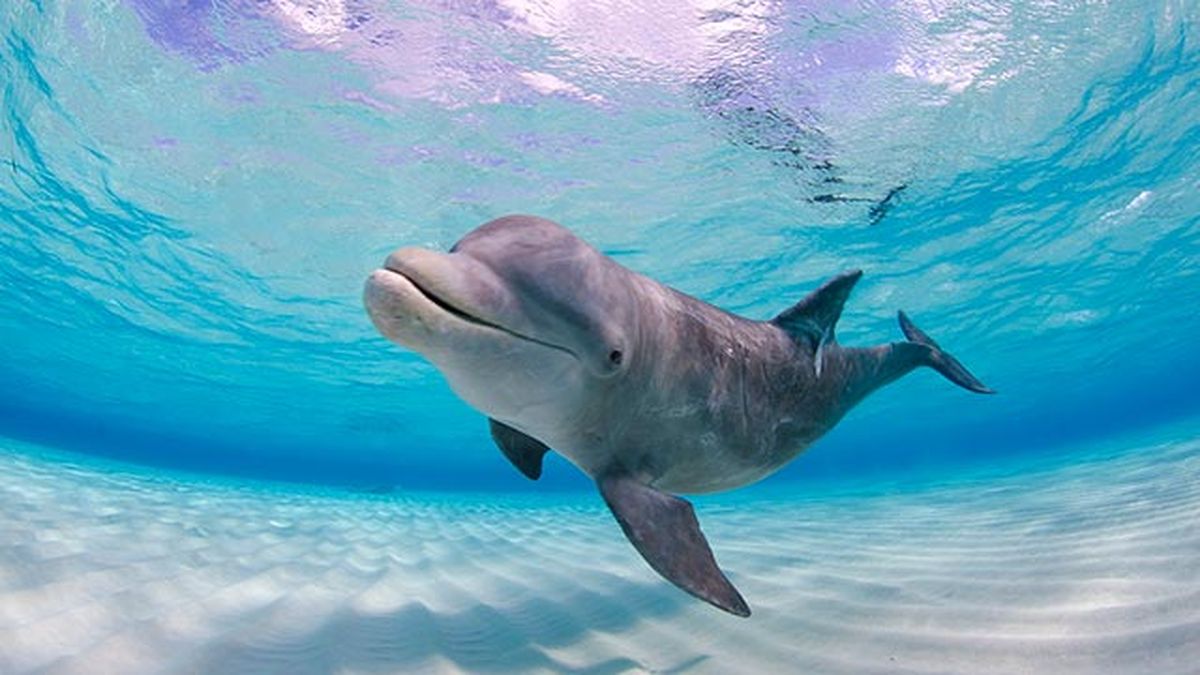 delfin nadando