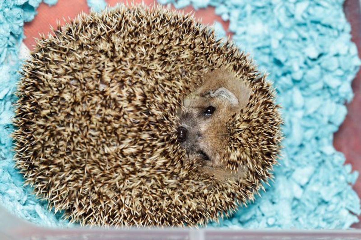 Para mantenerse activos y prevenir el estrés proporciónale una rueda de ejercicios.