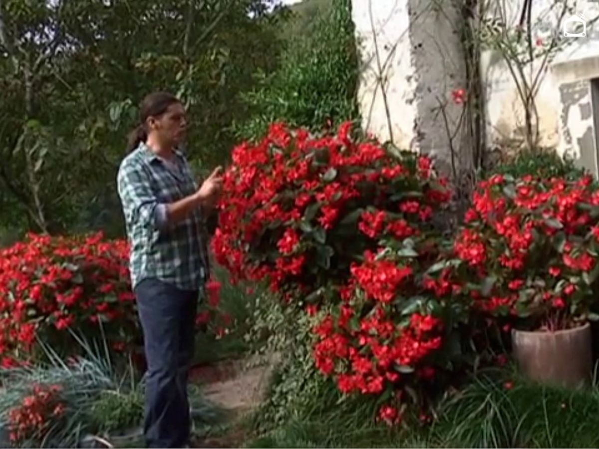 Iñigo Segurola en el jardín con una egonia dragon wing