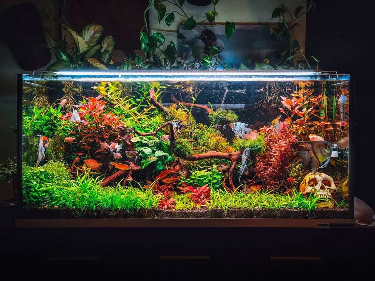 El pH natural de un acuario varía según el tipo de agua y de donde provenga.