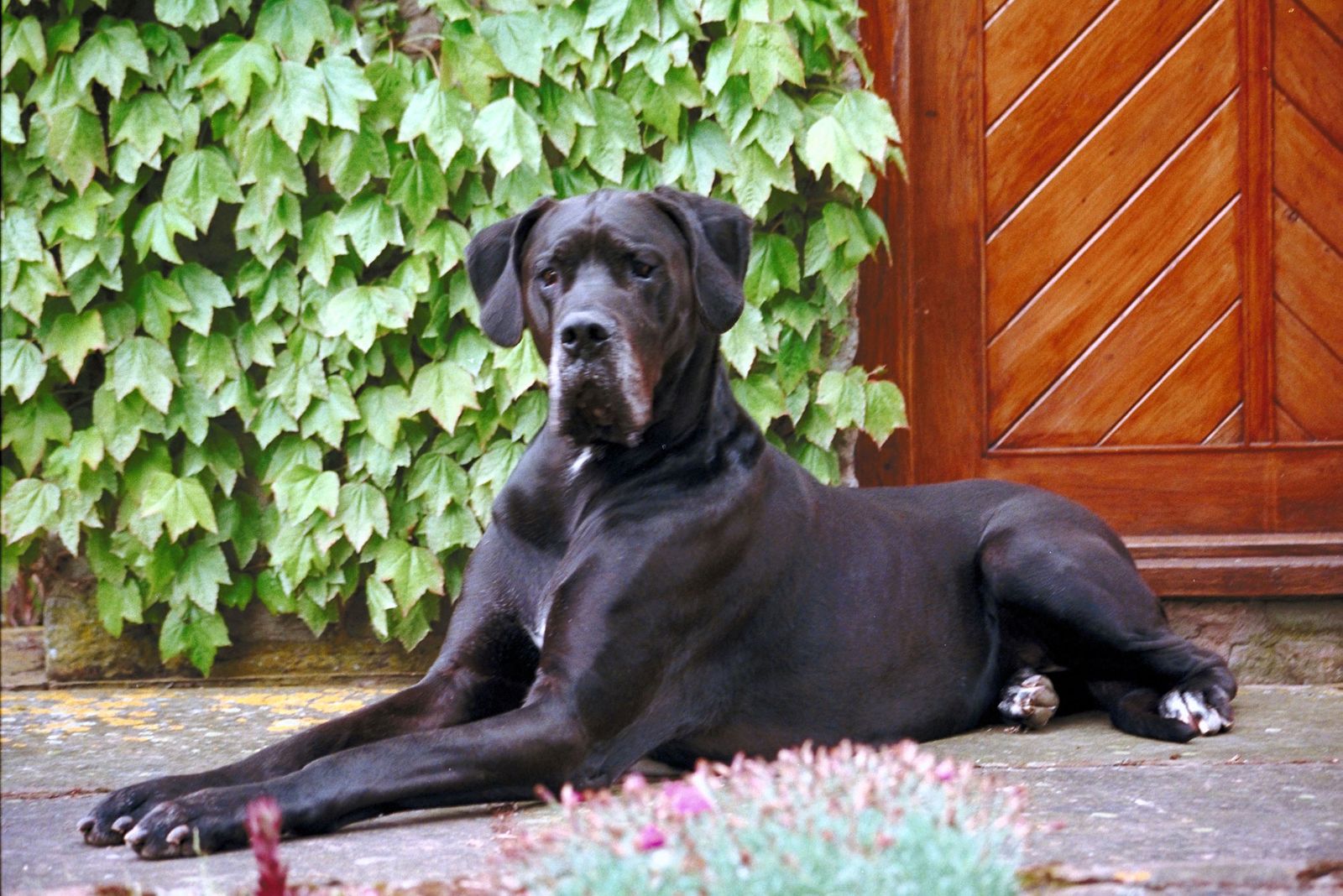 dogo aleman 3 xl