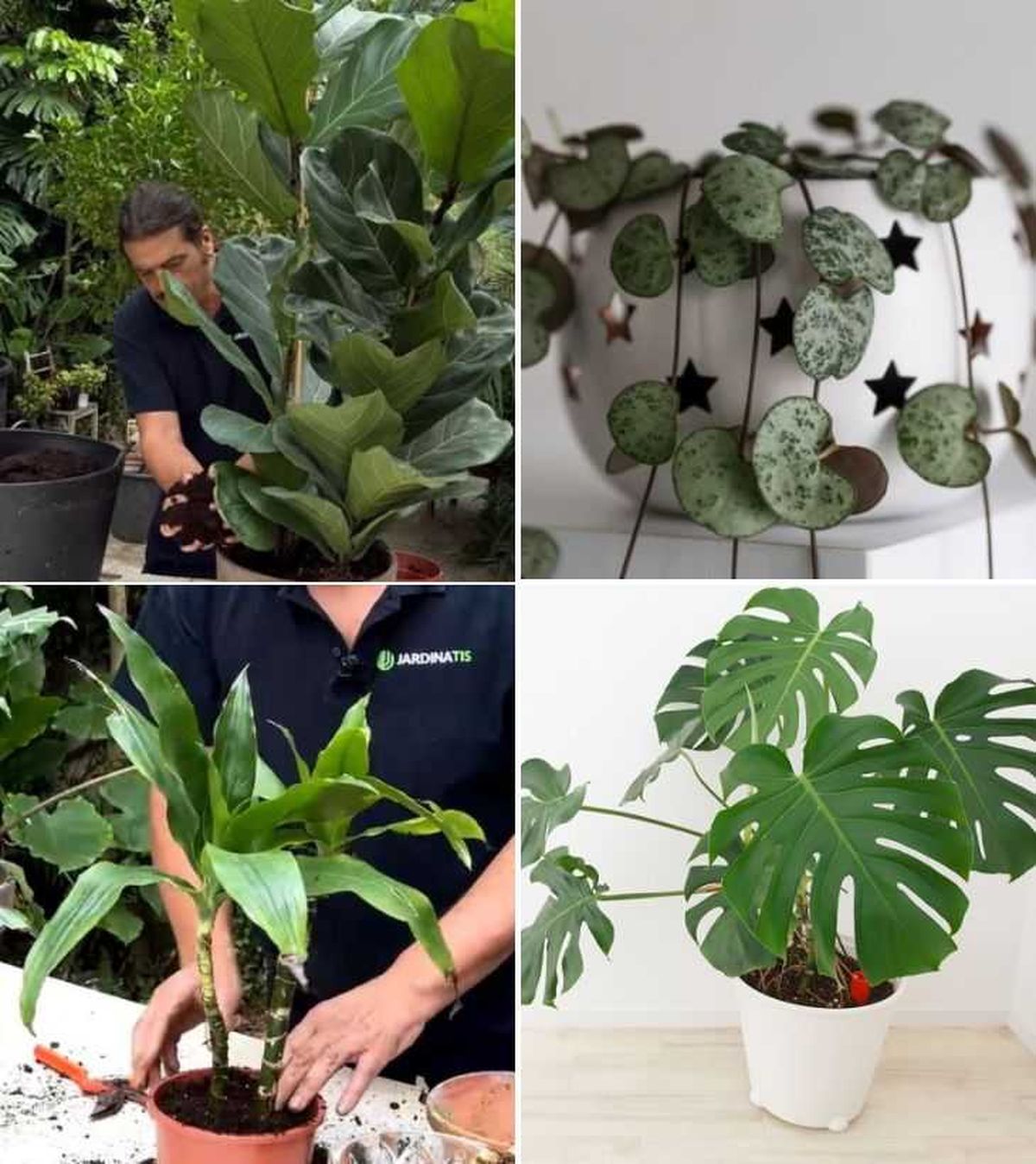 ficus lyrata ceropegia woodii tronco de brasil costilla de adan planta de interior