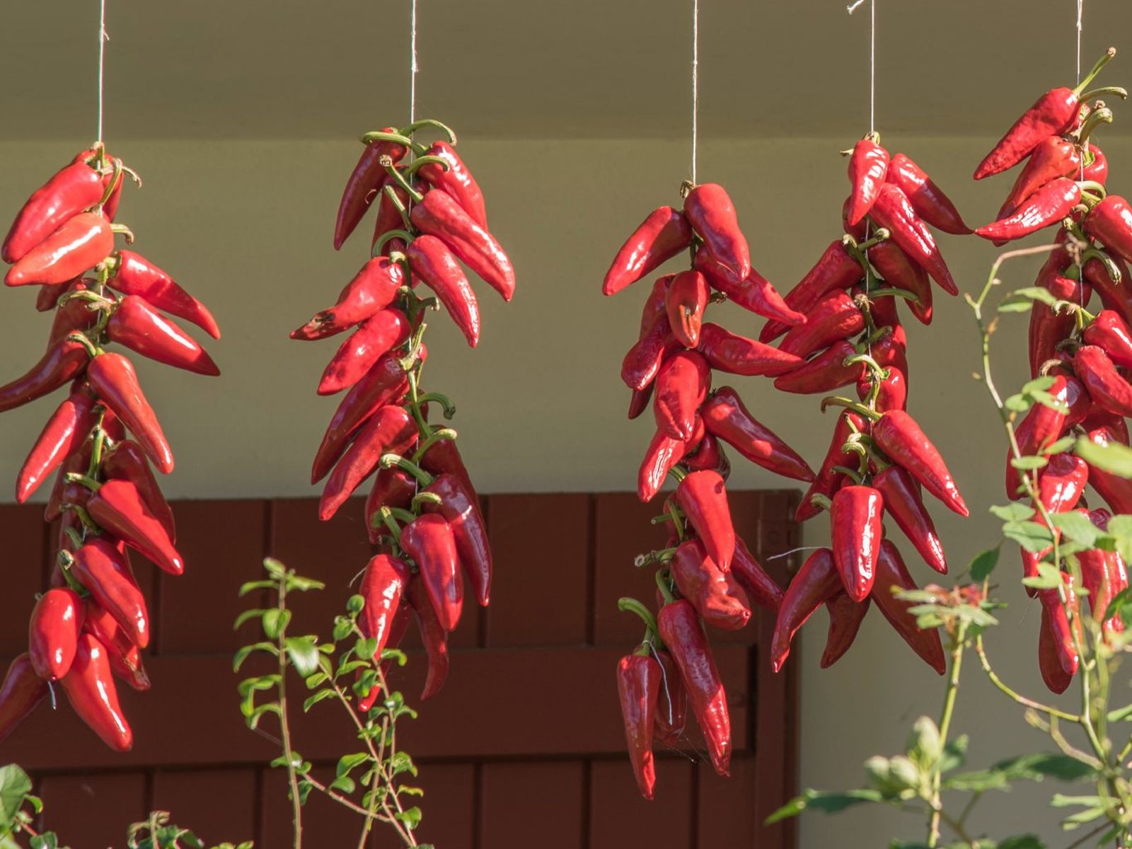 El pimiento Espelette se deja madurar y secar hasta volverse rojo El pimiento Espelette se deja madurar y secar hasta volverse rojo