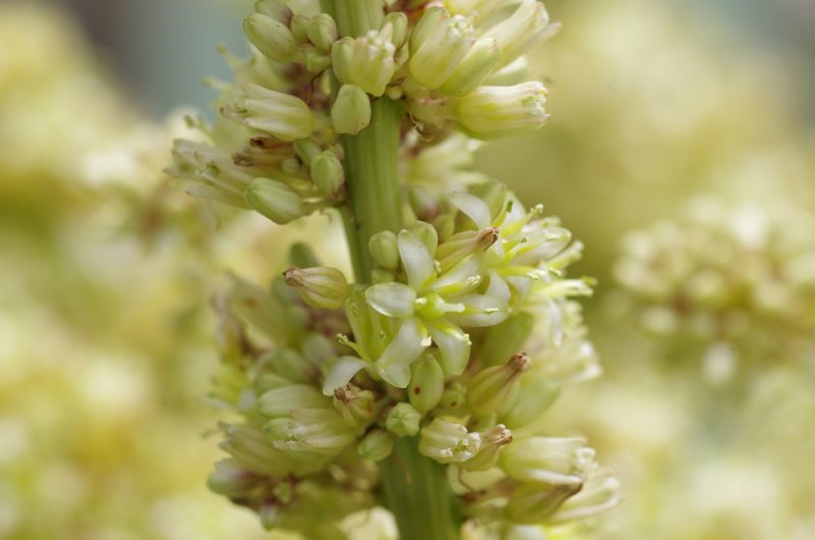 Yucca gigantea Yucca gigantea