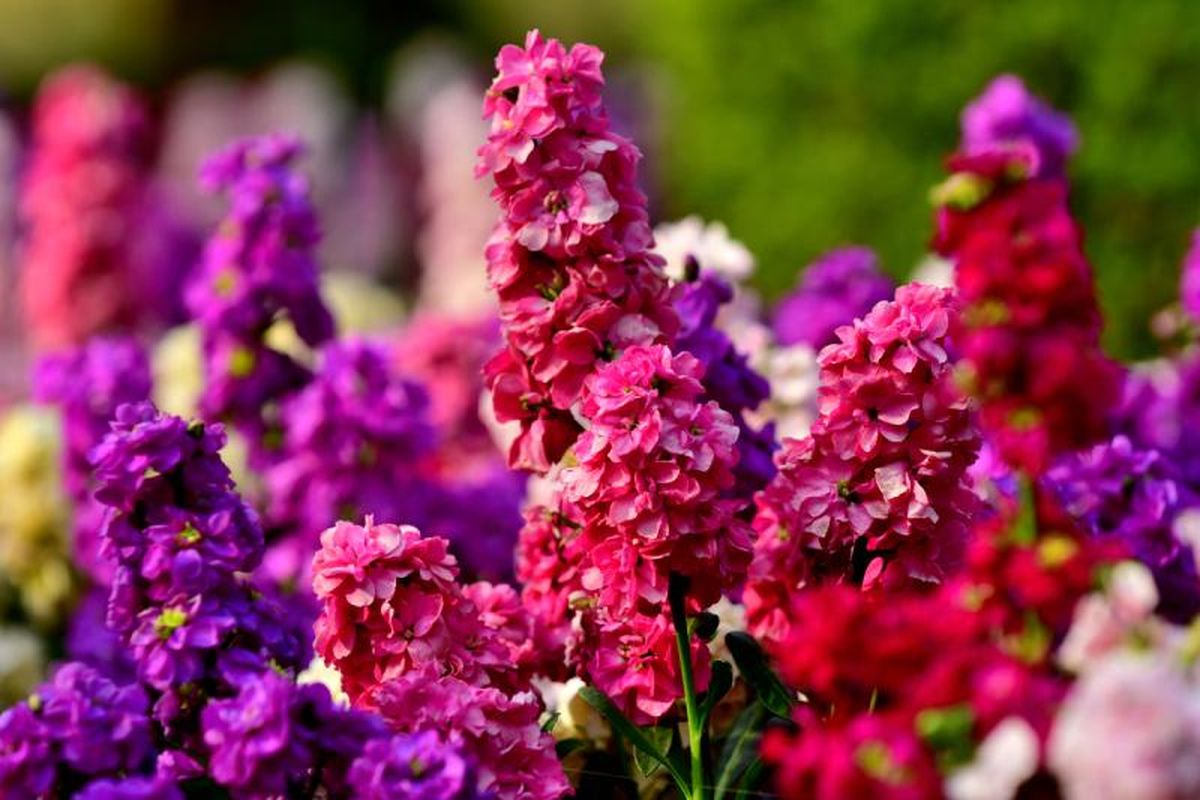 Matthiola incana.