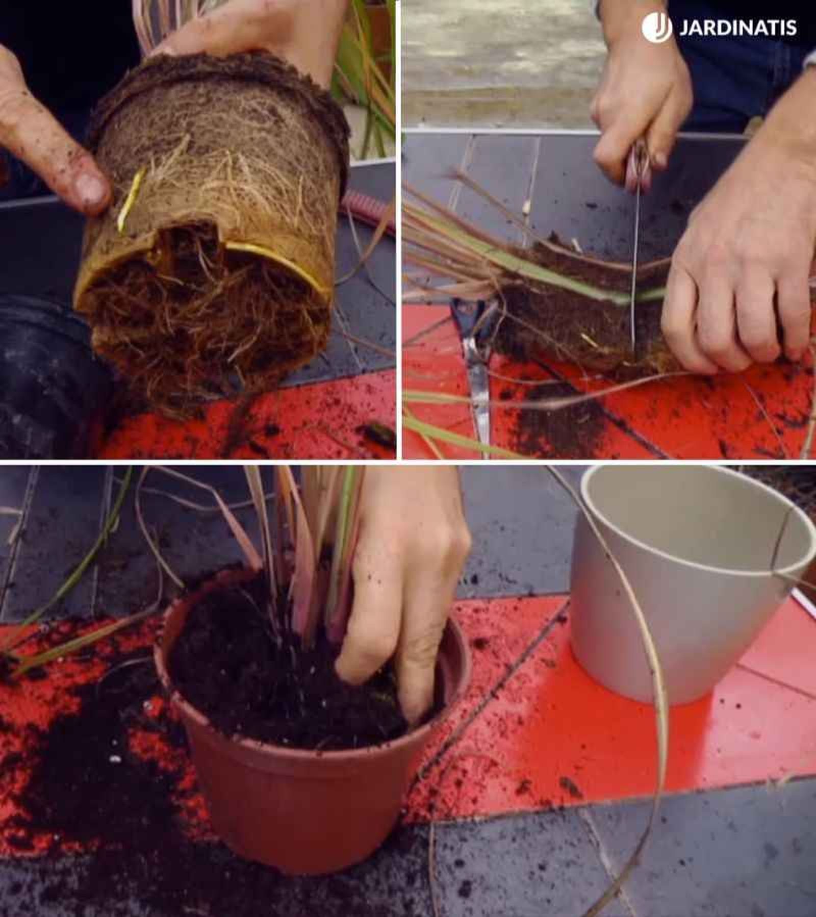 De una sola mata, podrías llegar a obtener hasta cuatro plantas. De una sola mata, podrías llegar a obtener hasta cuatro plantas.
