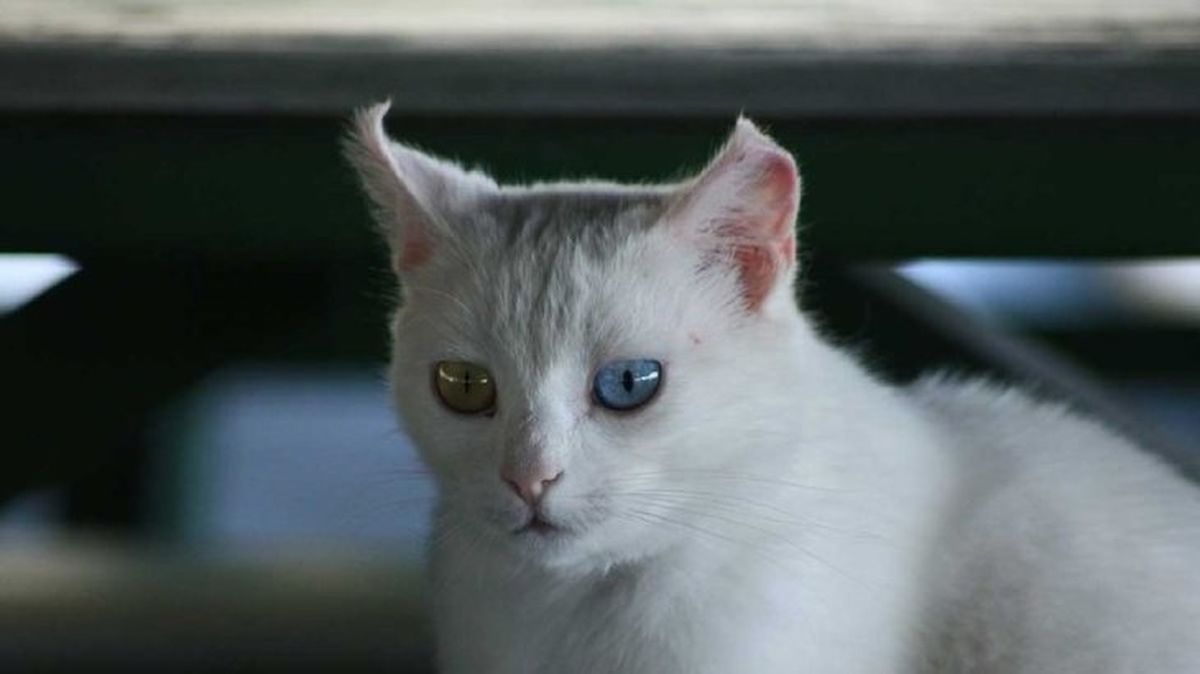 gatos mas grandes van turco