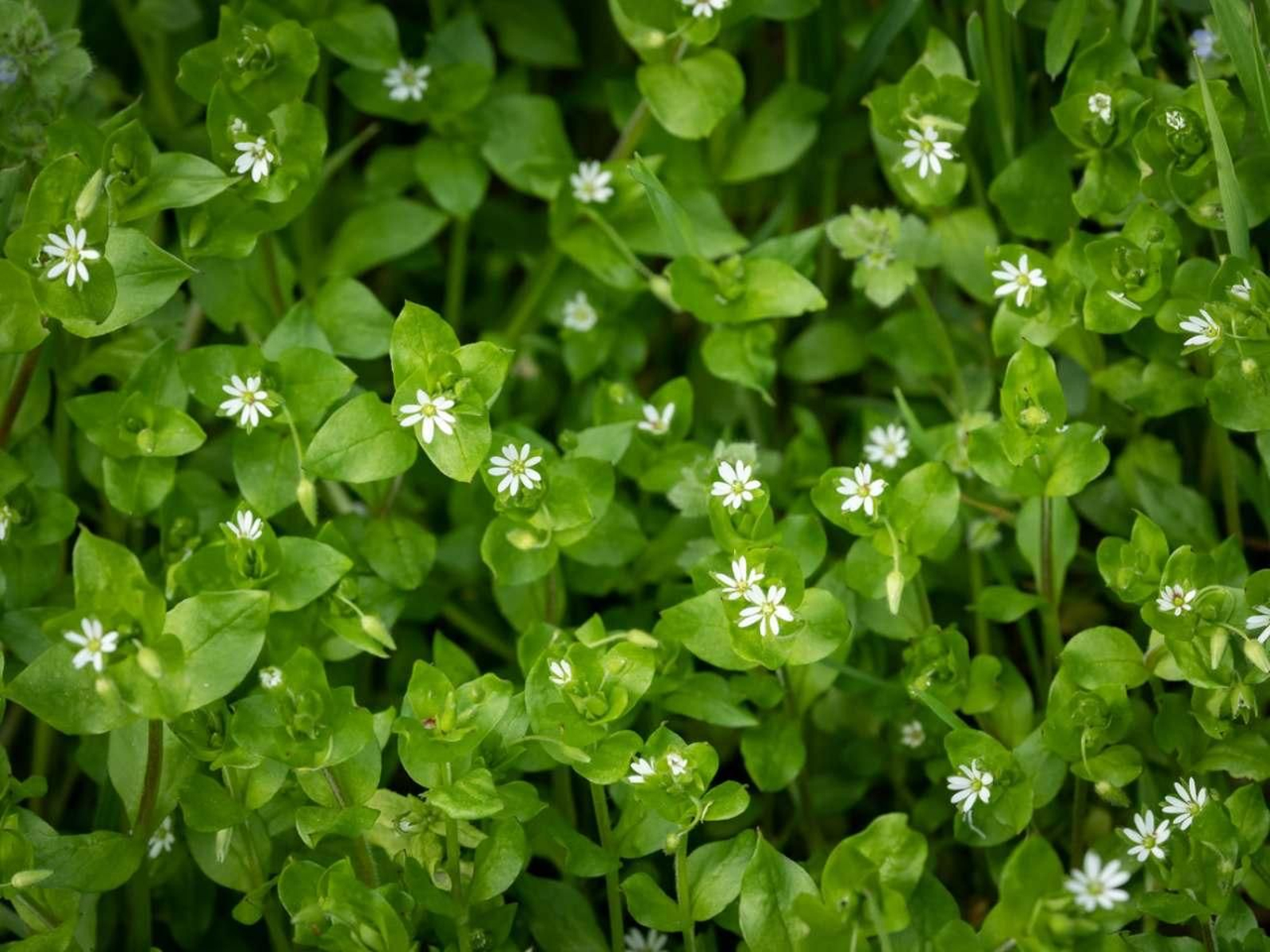 Stellaria media