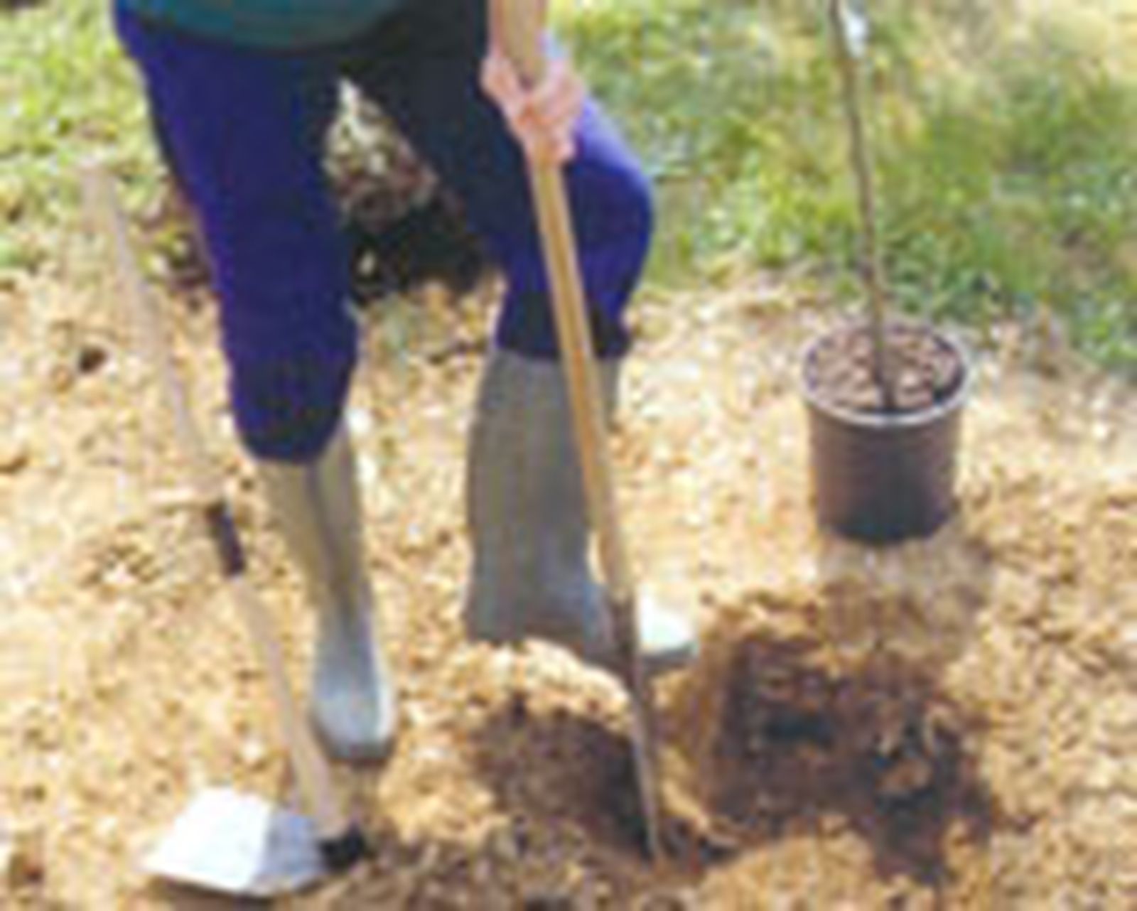 parterre arbustos follaje gris 2 parterre arbustos follaje gris 2