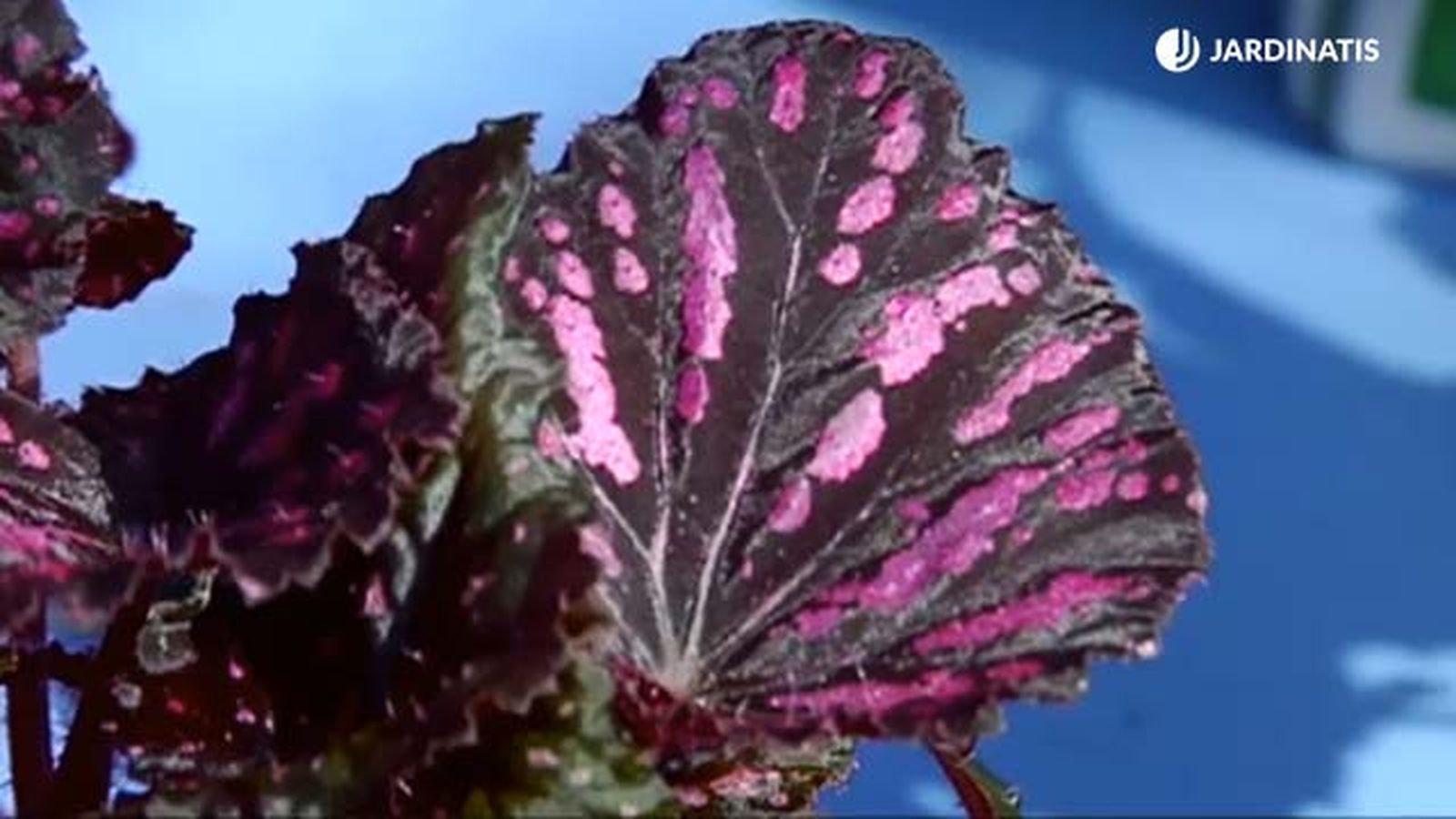 hoja de begonia rosa granate rex brico 688 jardinatis hoja de begonia rosa granate rex brico 688 jardinatis