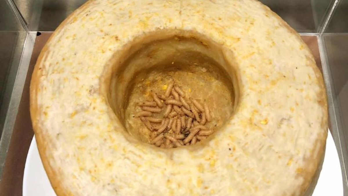El queso Casu Marzu se exhibe en el Museo de Comida Asquerosa de Berlín.