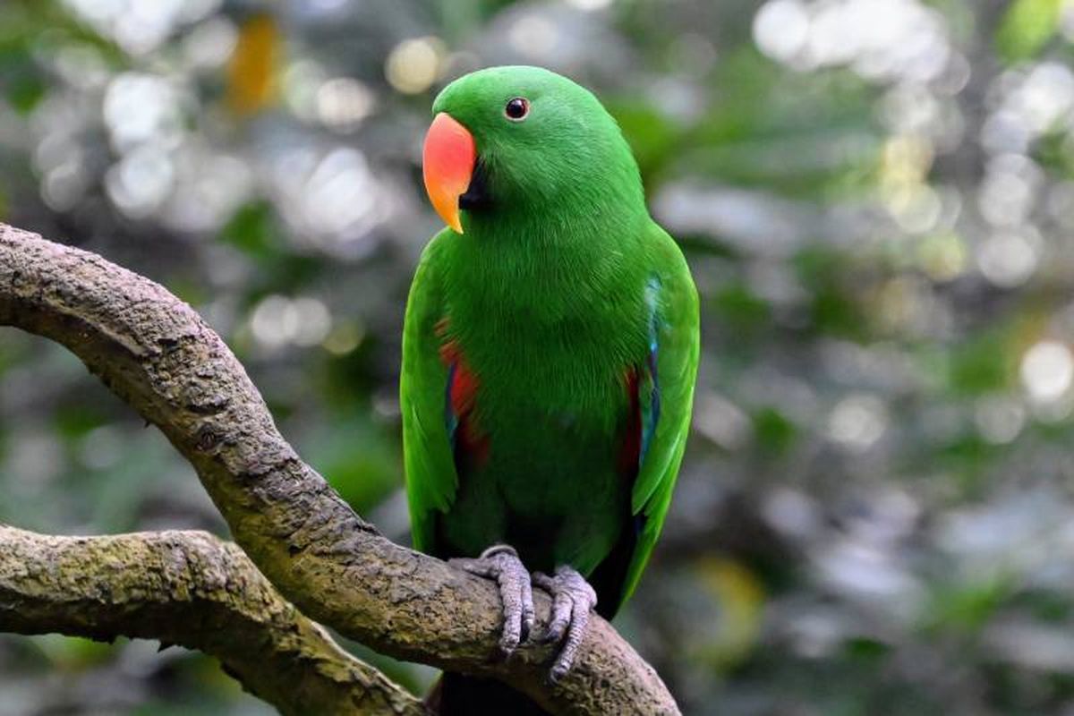 Necesita espacio suficiente para ejercitarse y moverse.