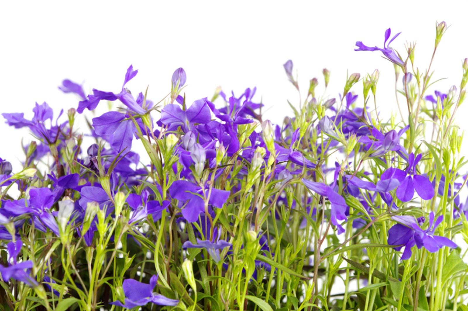 Lobelia